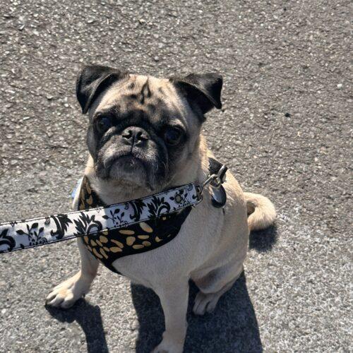 Enlarge Theo, a Adoptable Pug in Seattle, WA image 4/6