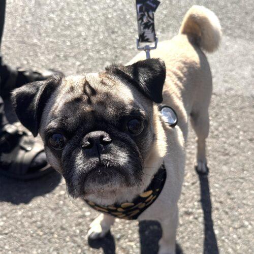 Enlarge Theo, a Adoptable Pug in Seattle, WA image 5/6