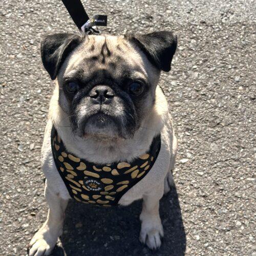 Enlarge Theo, a Adoptable Pug in Seattle, WA image 6/6