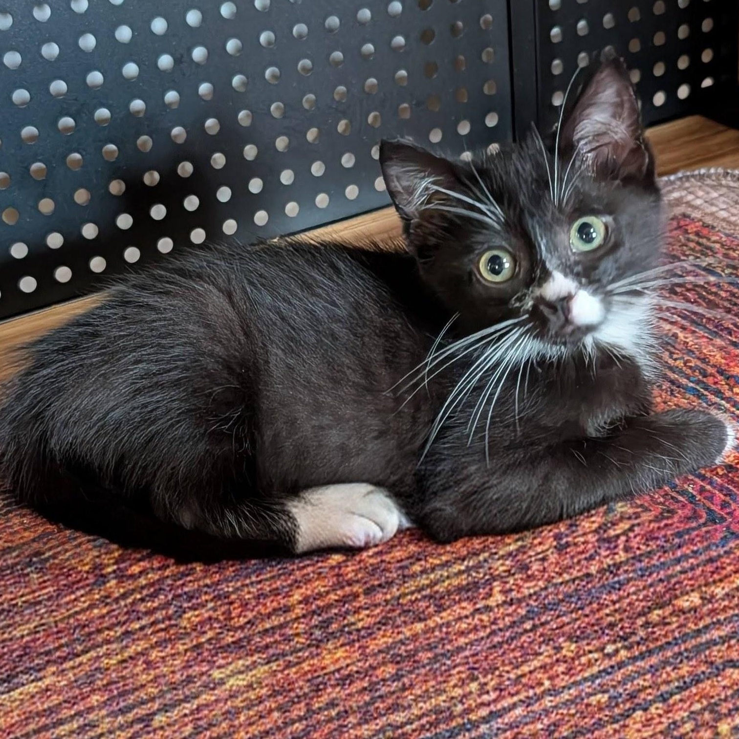 Enlarge Pete, a ADOPTABLE Domestic Short Hair in Mabank, TX image 1/1