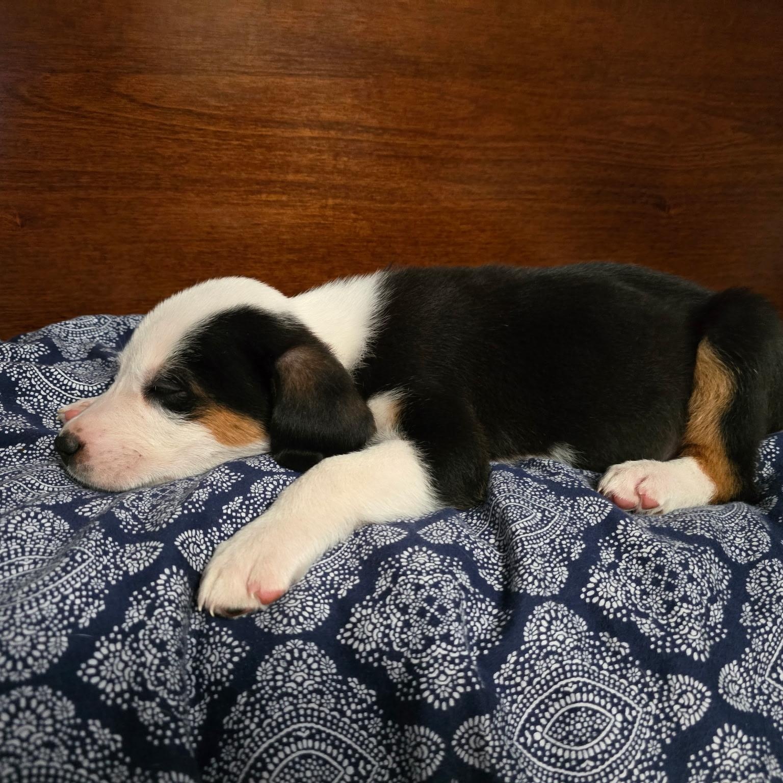 Enlarge Biscuit, an adopted mixed breed in Pottsboro, TX image 2/6