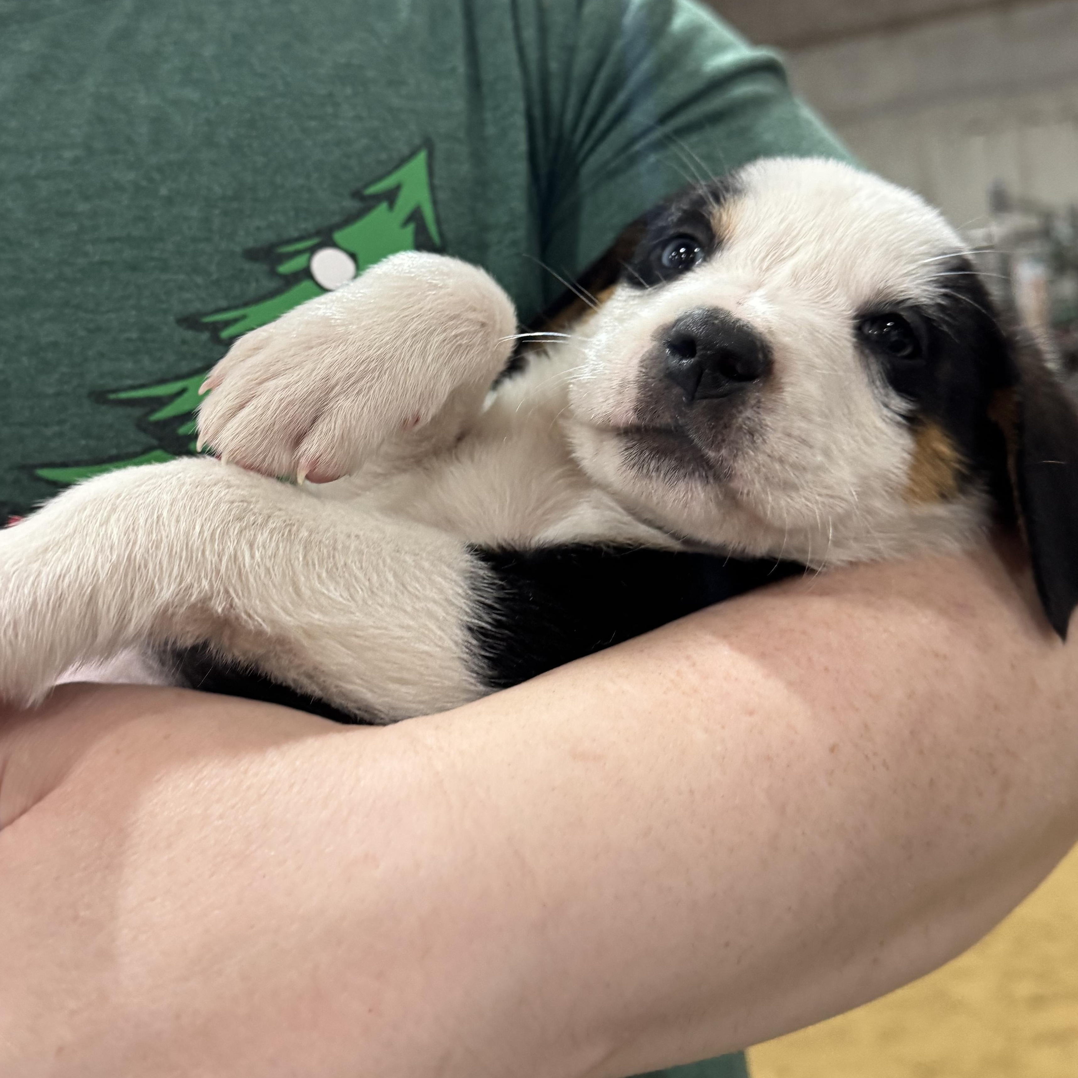 Enlarge Biscuit, an adopted mixed breed in Pottsboro, TX image 1/6