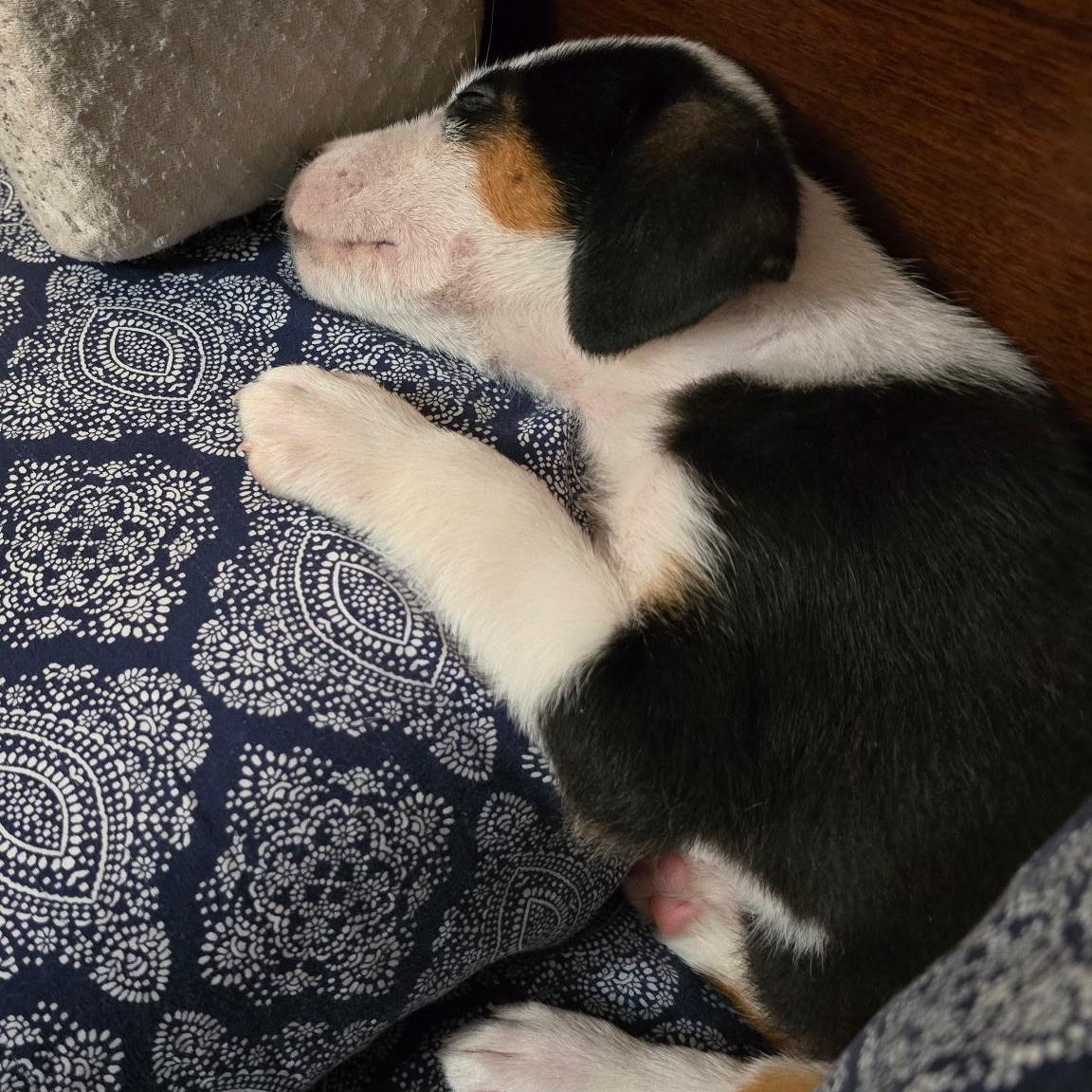 Enlarge Biscuit, an adopted mixed breed in Pottsboro, TX image 6/6