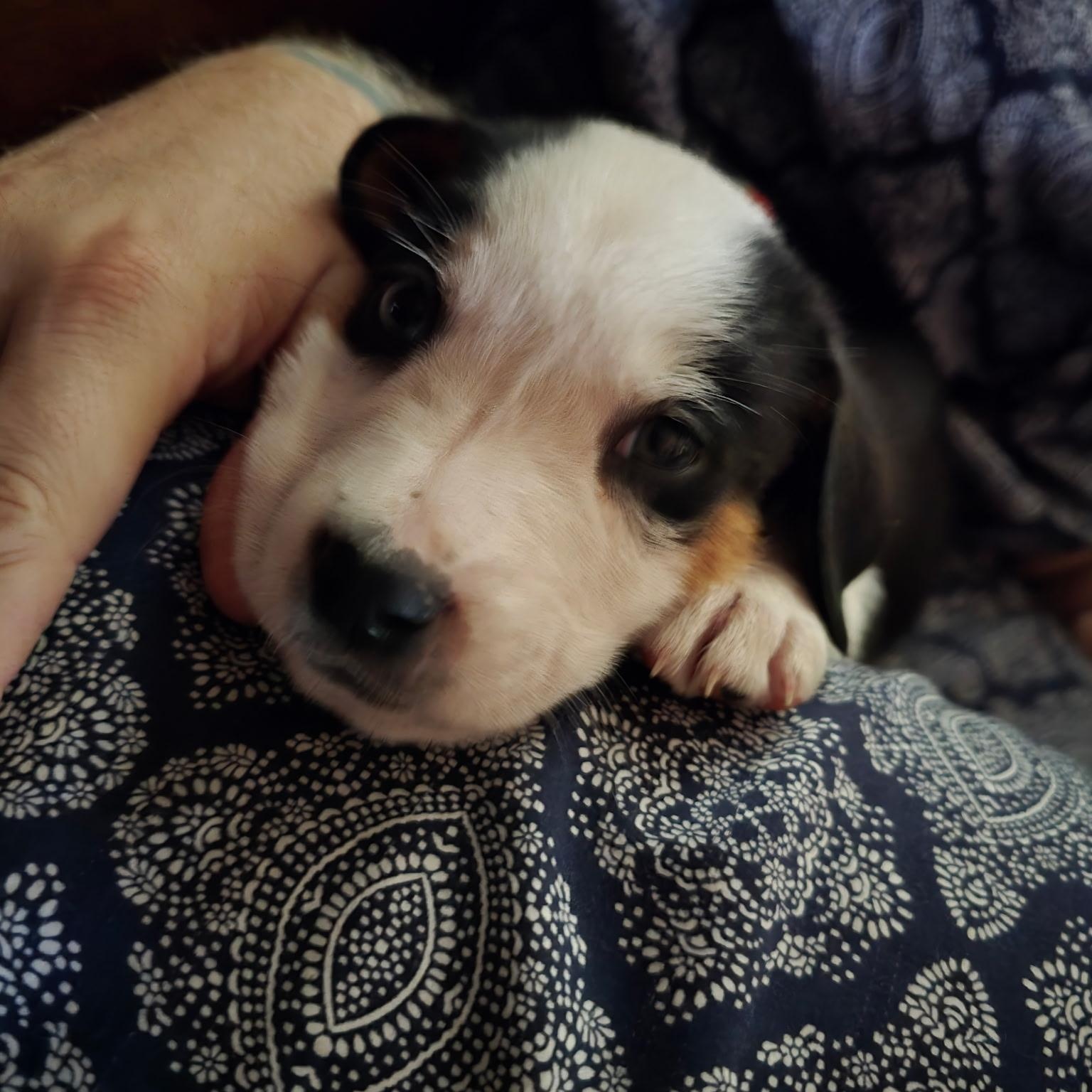 Enlarge Biscuit, an adopted mixed breed in Pottsboro, TX image 5/6