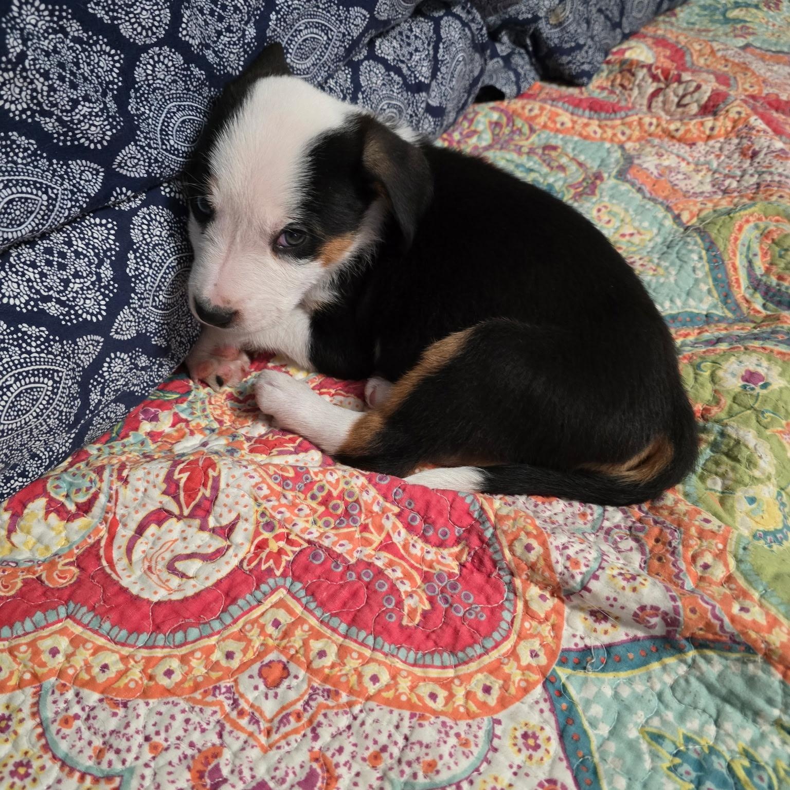 Enlarge Biscuit, an adopted mixed breed in Pottsboro, TX image 4/6