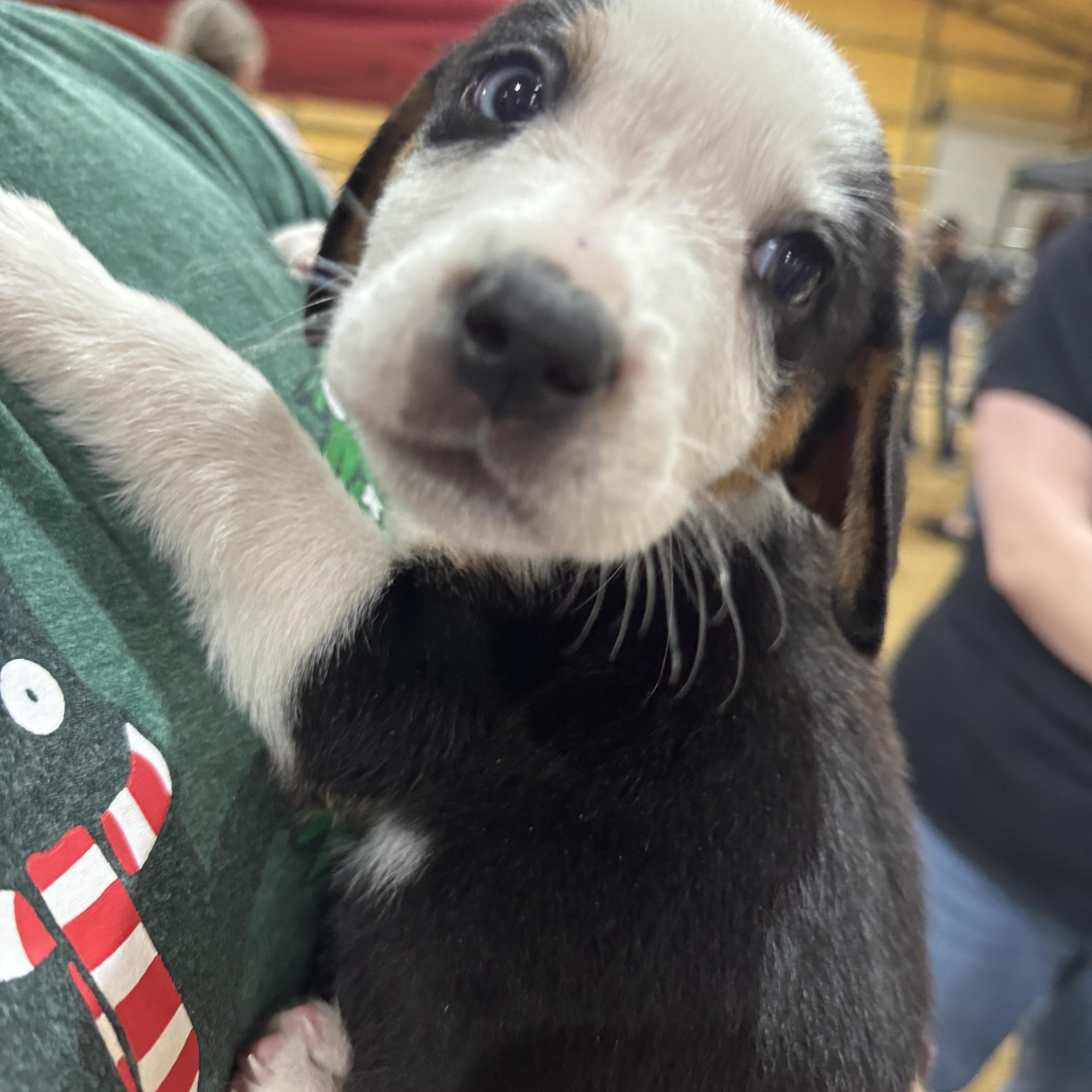 Enlarge Biscuit, an adopted mixed breed in Pottsboro, TX image 3/6