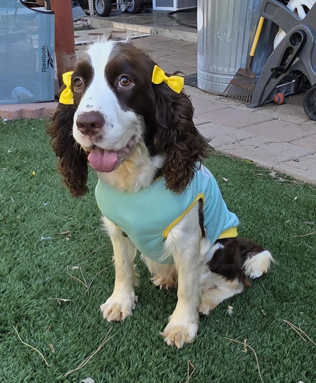 Enlarge Lila, a Adoptable English Springer Spaniel in Fallbrook, CA image 2/6