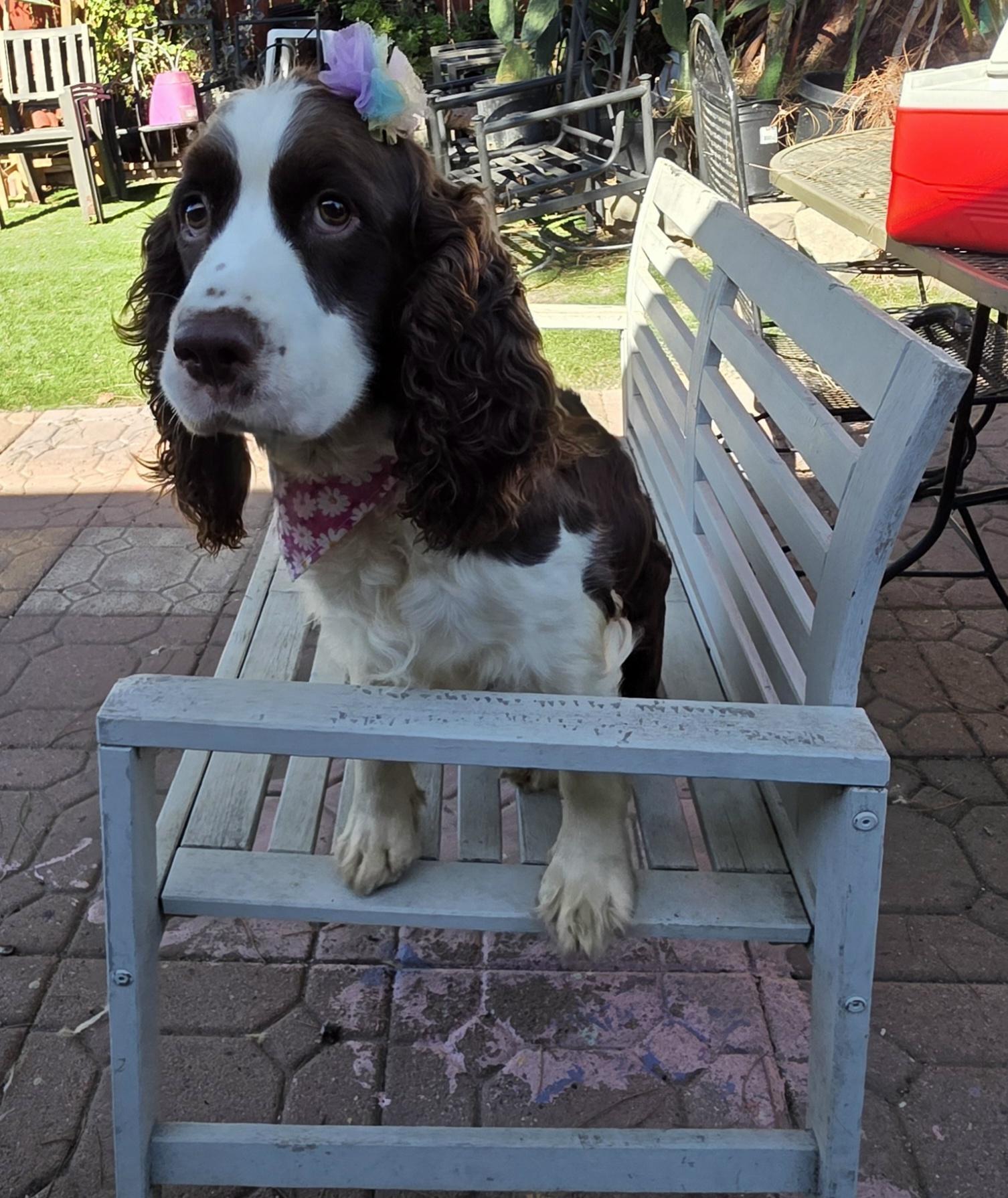 Enlarge Lila, a Adoptable English Springer Spaniel in Fallbrook, CA image 3/6