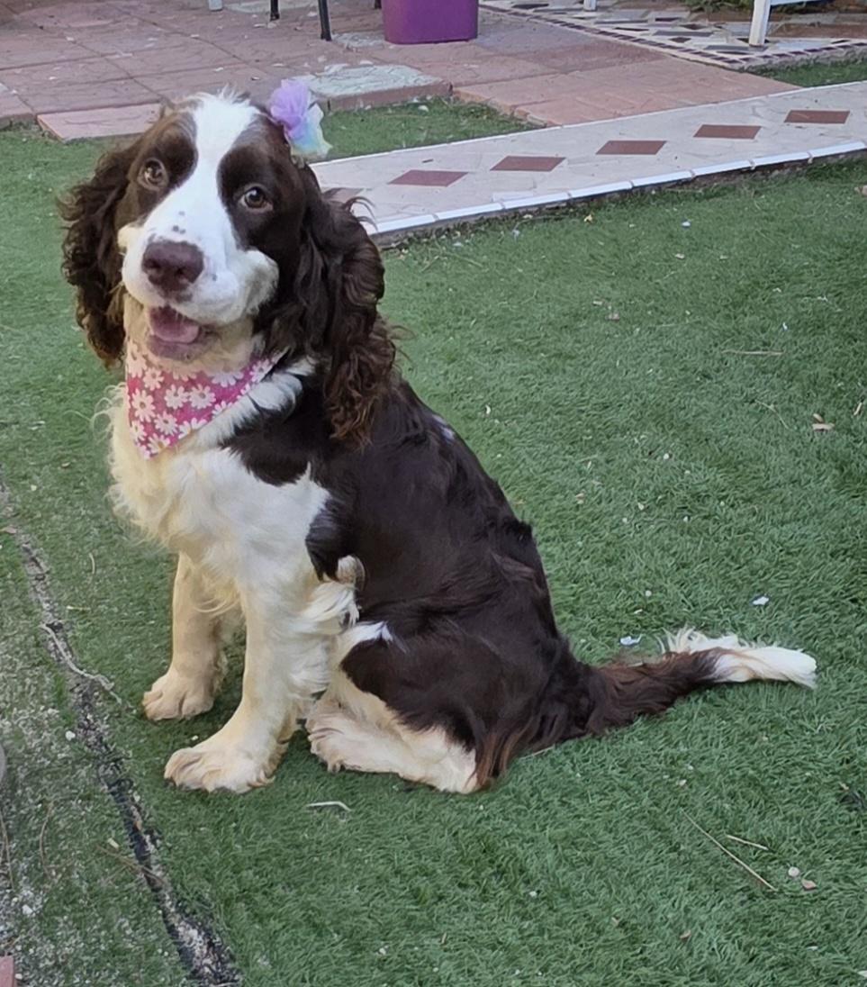 Enlarge Lila, a Adoptable English Springer Spaniel in Fallbrook, CA image 4/6