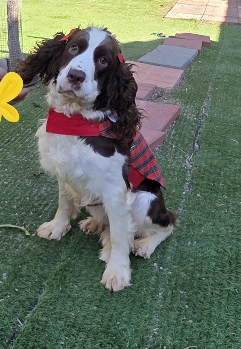 Enlarge Lila, a Adoptable English Springer Spaniel in Fallbrook, CA image 5/6