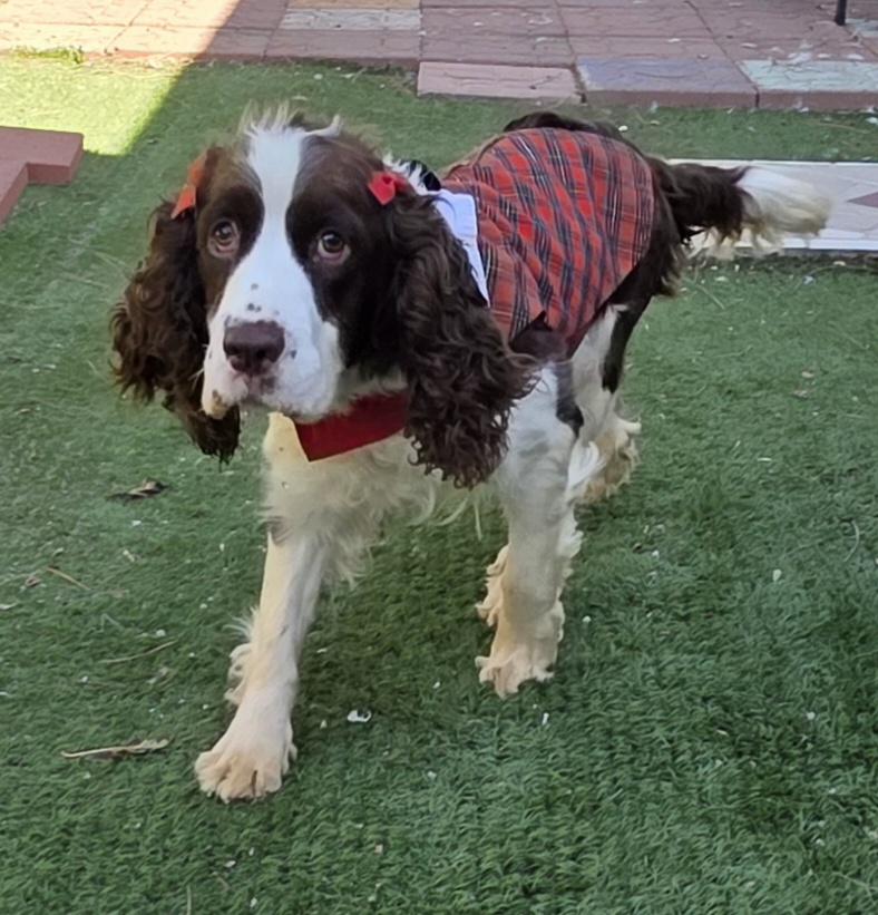 Enlarge Lila, a Adoptable English Springer Spaniel in Fallbrook, CA image 1/6