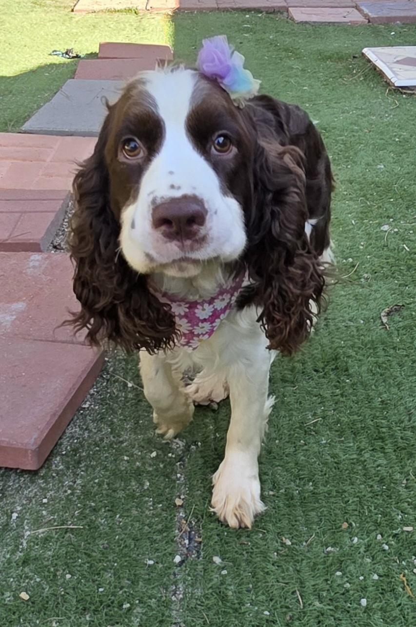 Enlarge Lila, a Adoptable English Springer Spaniel in Fallbrook, CA image 6/6