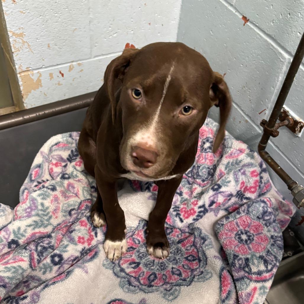 Honeydew, Adoptable, Puppy Female Labrador Retriever & Mixed Breed.