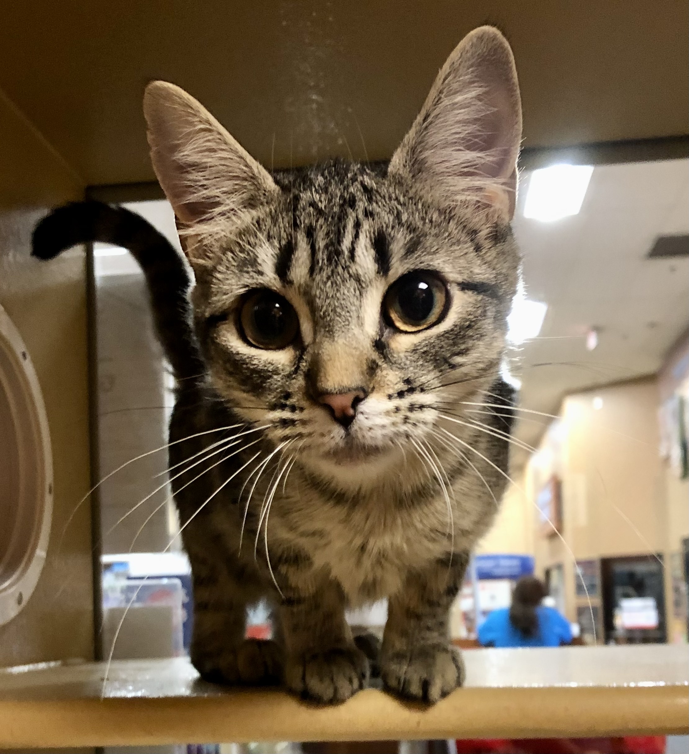 Enlarge Eve, a Adopted Domestic Short Hair in Tallahassee, FL image 1/1