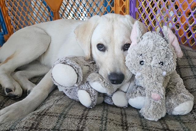 Lilly, a ADOPTABLE Labrador Retriever in New Canaan, CT image 2/5