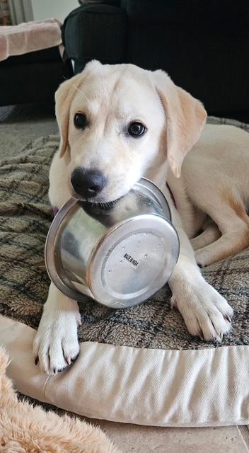 Lilly, a ADOPTABLE Labrador Retriever in New Canaan, CT image 3/5