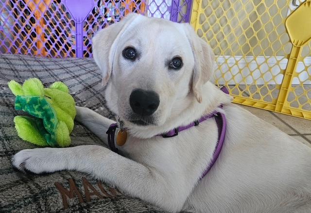 Lilly, a ADOPTABLE Labrador Retriever in New Canaan, CT image 1/5