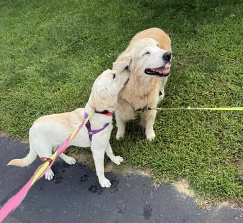 Lilly, a ADOPTABLE Labrador Retriever in New Canaan, CT image 5/5