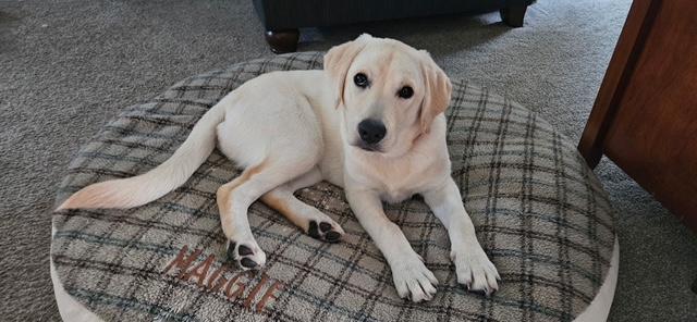 Lilly, a ADOPTABLE Labrador Retriever in New Canaan, CT image 4/5