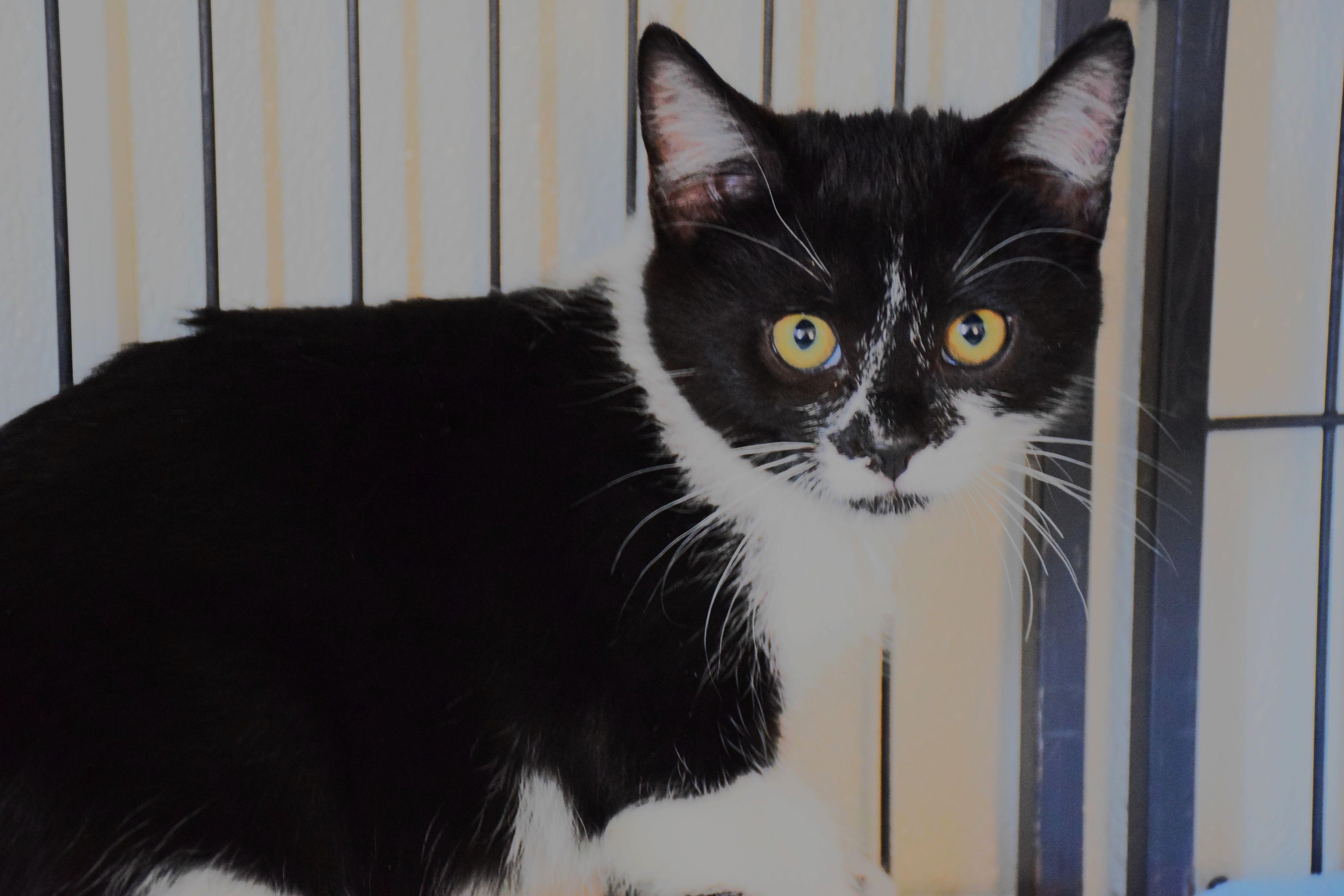 Twizzler, Adoptable, Young Male Domestic Short Hair.