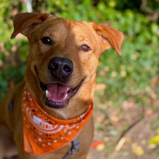 Enlarge Audi, a Adopted mixed breed in Indianapolis, IN image 1/6