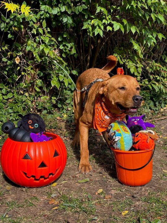 Enlarge Audi, a Adopted mixed breed in Indianapolis, IN image 5/6