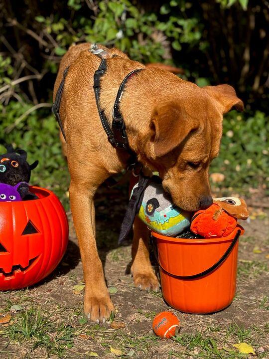 Enlarge Audi, a Adopted mixed breed in Indianapolis, IN image 6/6