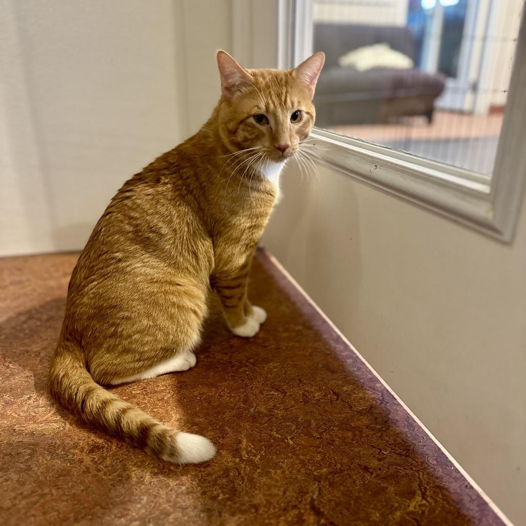 Pumpkin, Adoptable, Young Male Domestic Short Hair.