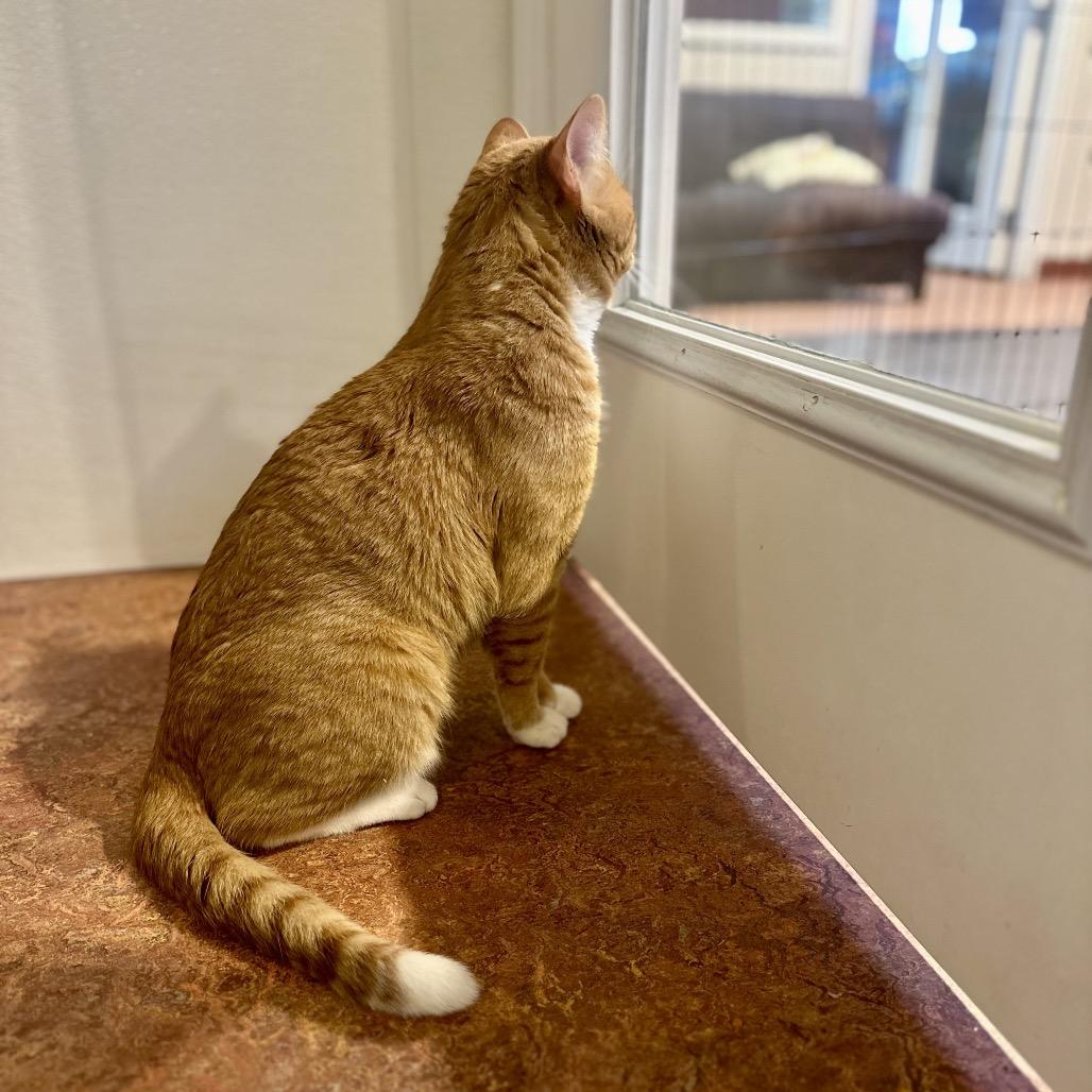 Enlarge Pumpkin, a Adoptable Domestic Short Hair in Glenwood Springs, CO image 2/4