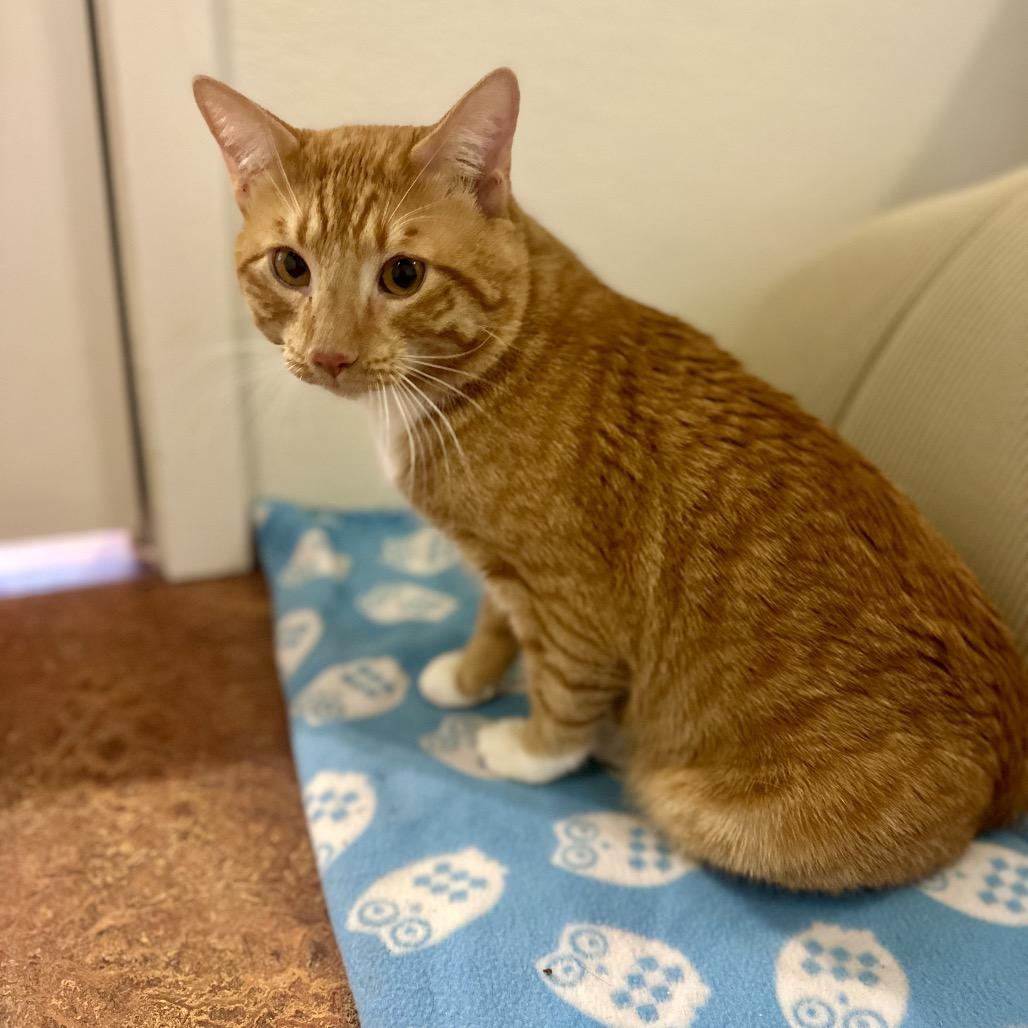 Enlarge Pumpkin, a Adoptable Domestic Short Hair in Glenwood Springs, CO image 3/4