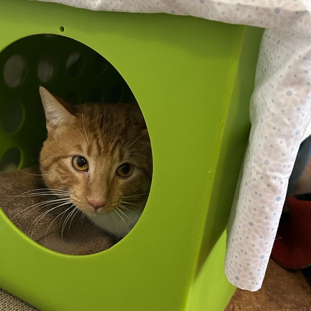 Enlarge Pumpkin, a Adoptable Domestic Short Hair in Glenwood Springs, CO image 4/4