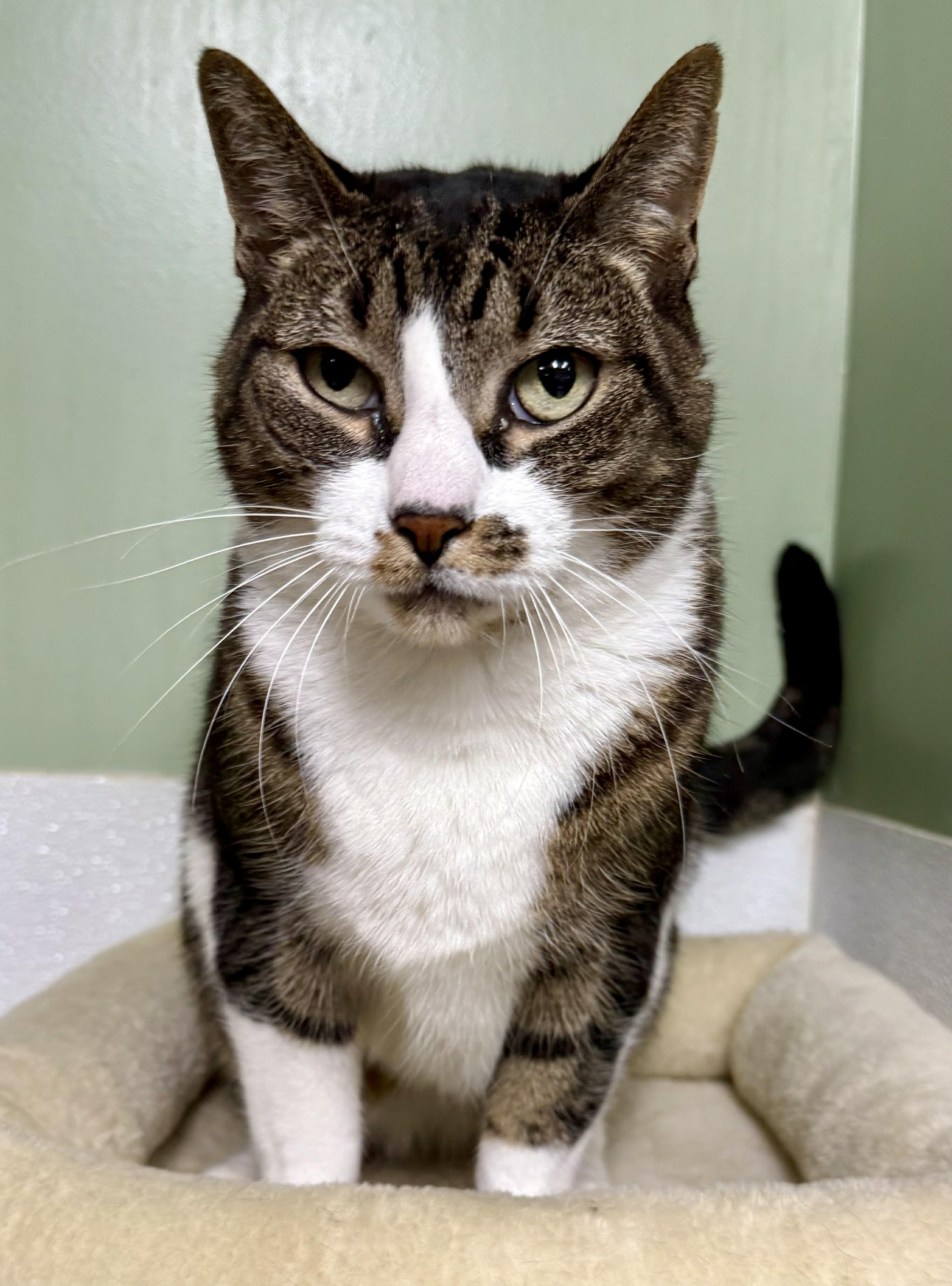 Lyla, ADOPTABLE, Senior Female Domestic Short Hair.