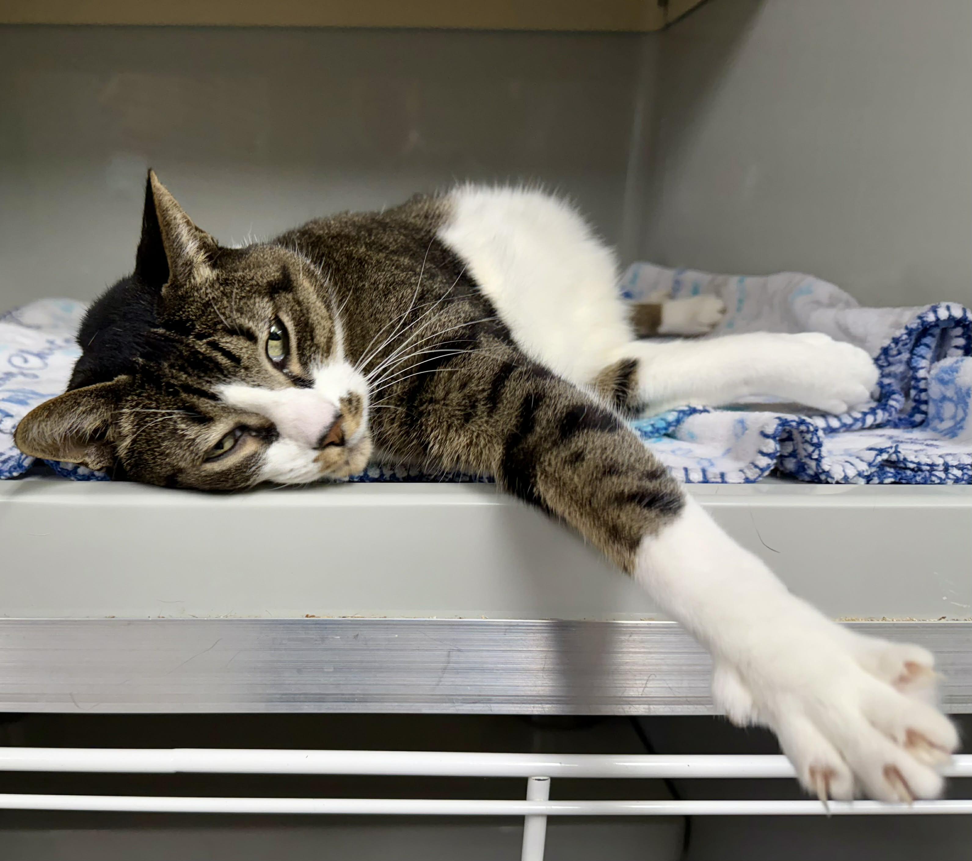 Enlarge Lyla, a ADOPTABLE Domestic Short Hair in Springfield, VT image 3/4