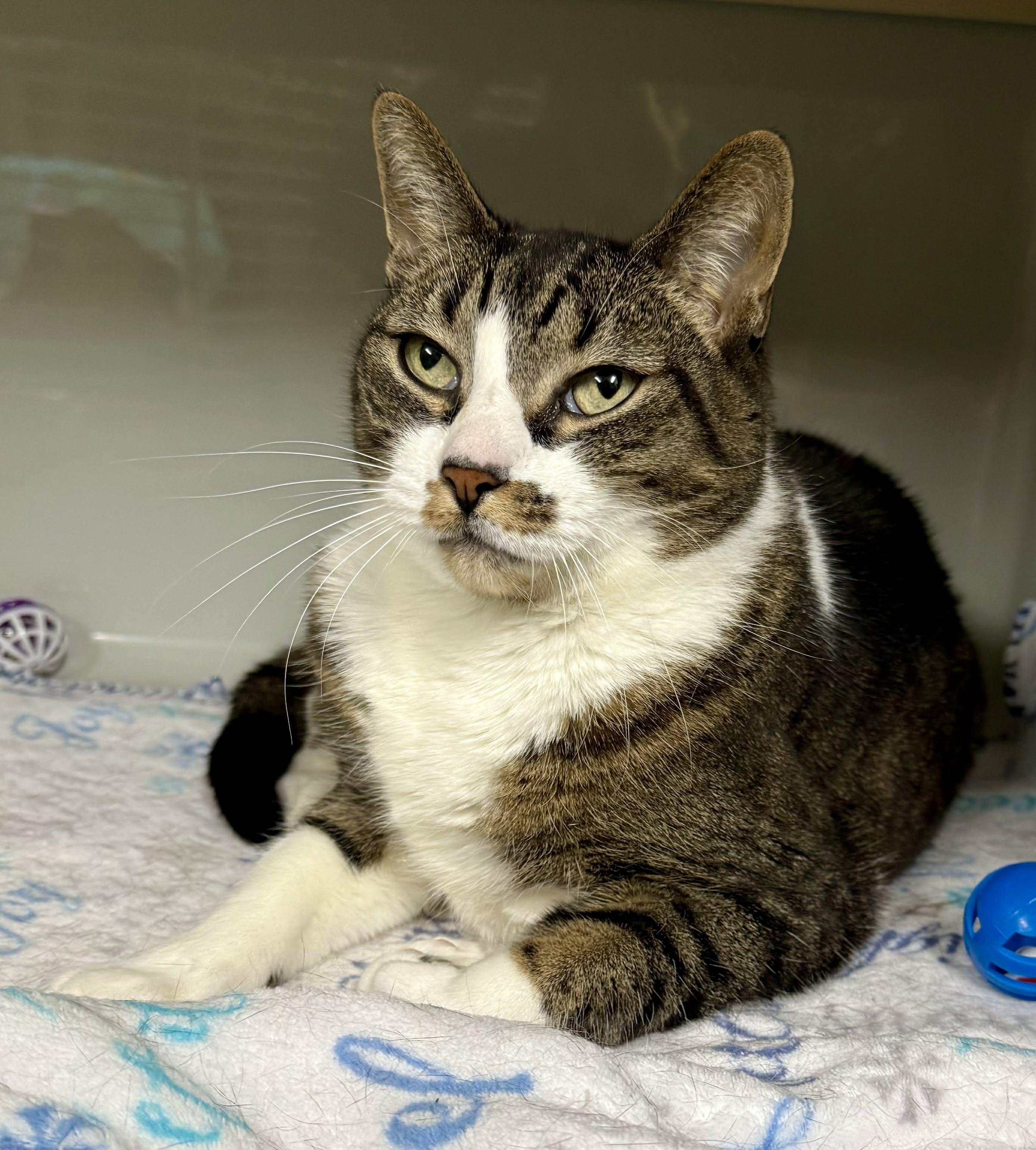 Enlarge Lyla, a ADOPTABLE Domestic Short Hair in Springfield, VT image 4/4