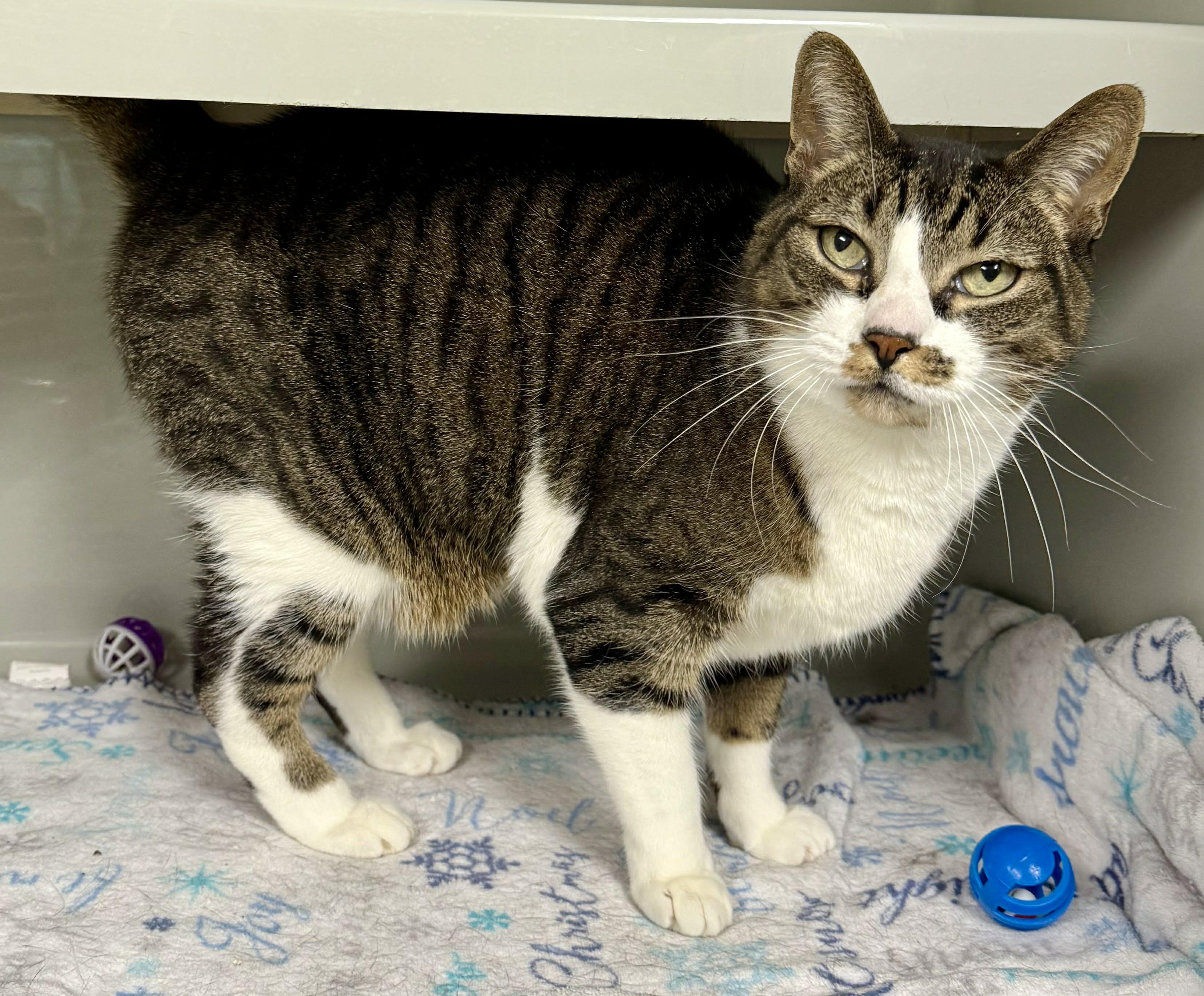 Enlarge Lyla, a ADOPTABLE Domestic Short Hair in Springfield, VT image 2/4