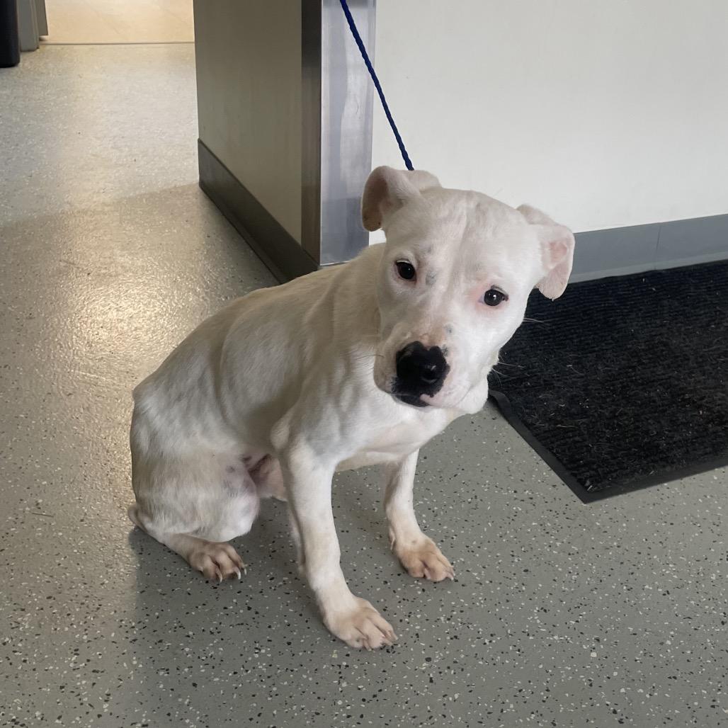 Bernie, Adoptable, Young Male Terrier & Mixed Breed.