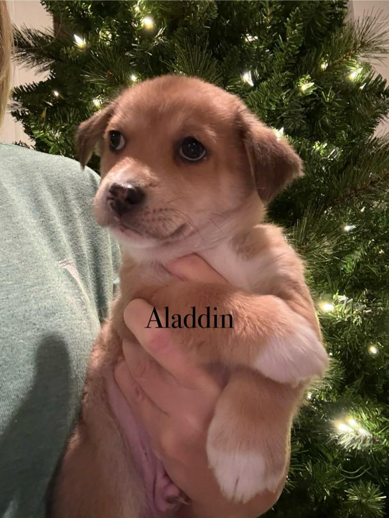 Enlarge Aladdin, a Adoptable mixed breed in Waxhaw, NC image 2/3
