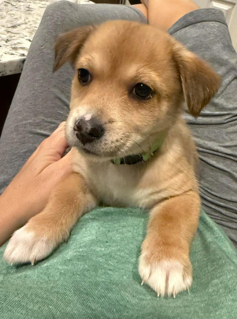 Enlarge Aladdin, a Adoptable mixed breed in Waxhaw, NC image 3/3