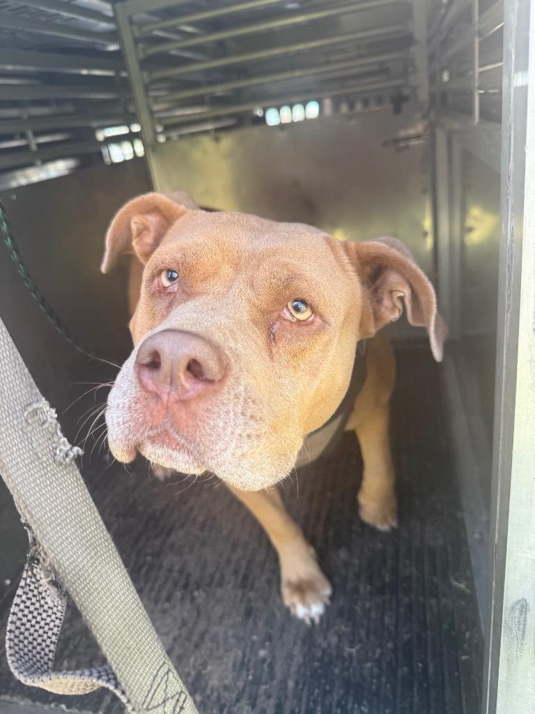Sundae, Adoptable, Adult Female Pit Bull Terrier.