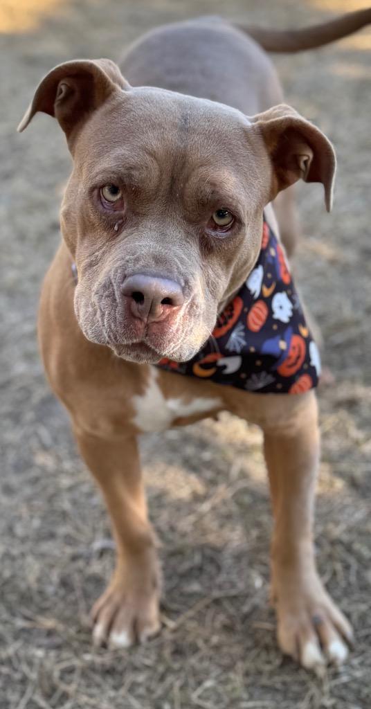 Sundae, Adoptable, Adult Female Pit Bull Terrier.