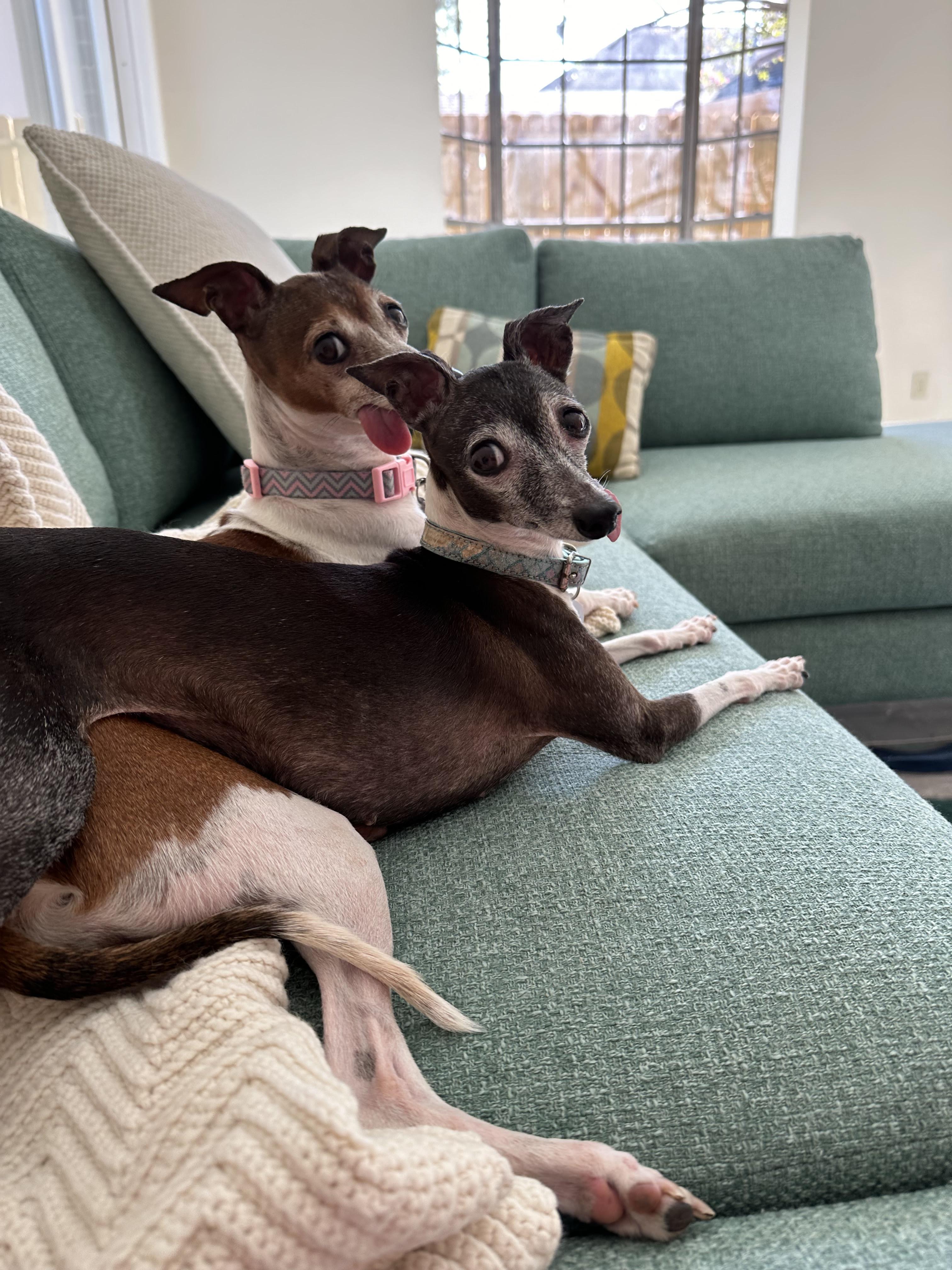Agatha - Houston, Adoptable, Adult Female Italian Greyhound.