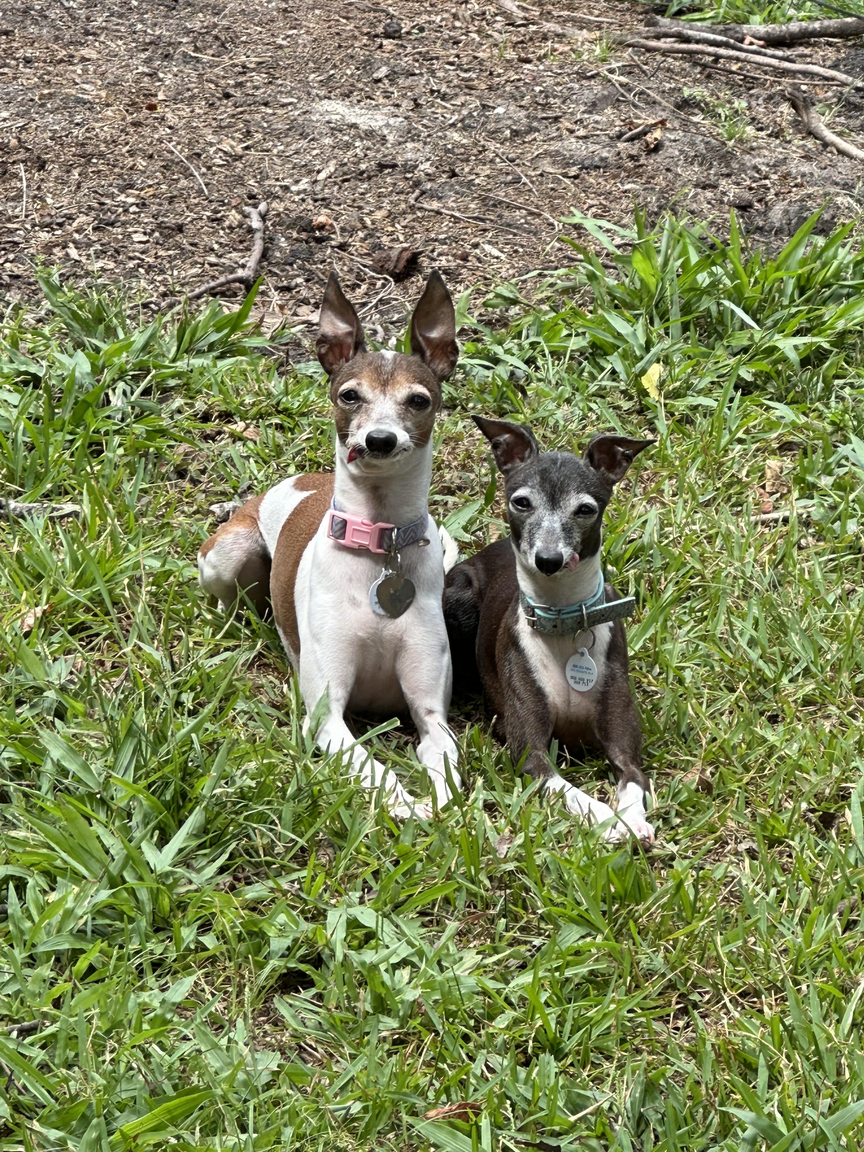 Agatha - Houston, a Adoptable Italian Greyhound in Bellaire, TX image 3/5