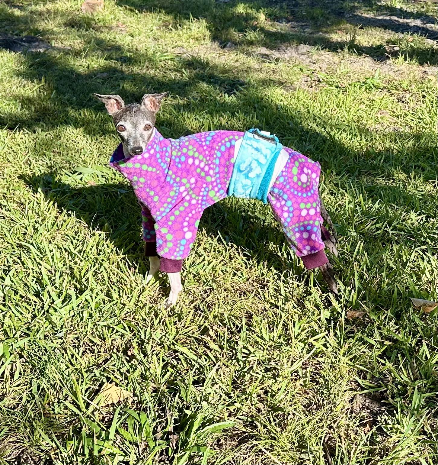 Agatha - Houston, a Adoptable Italian Greyhound in Bellaire, TX image 2/5