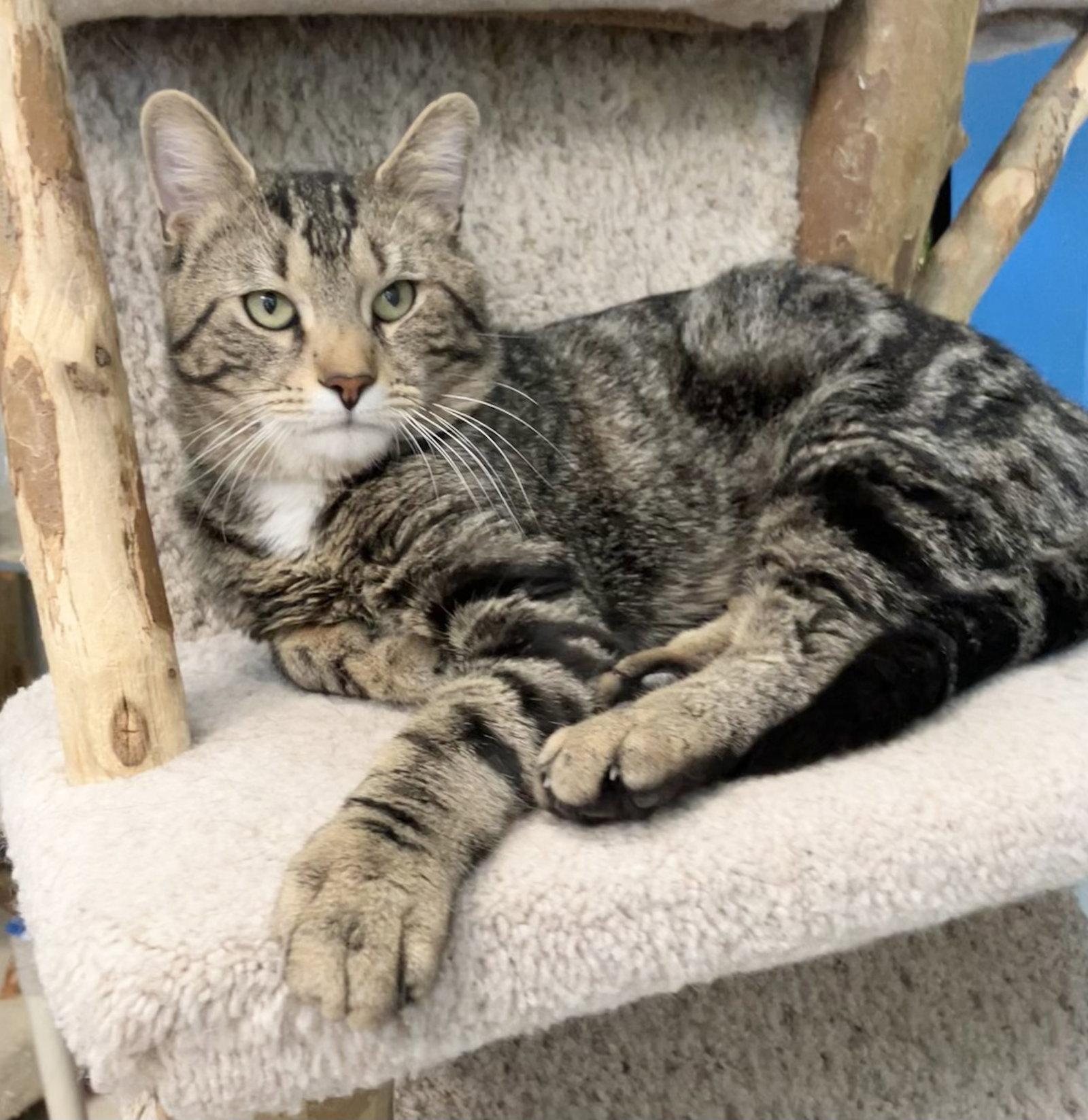 Sancocho, a Adopted mixed breed in Dublin, OH image 2/3