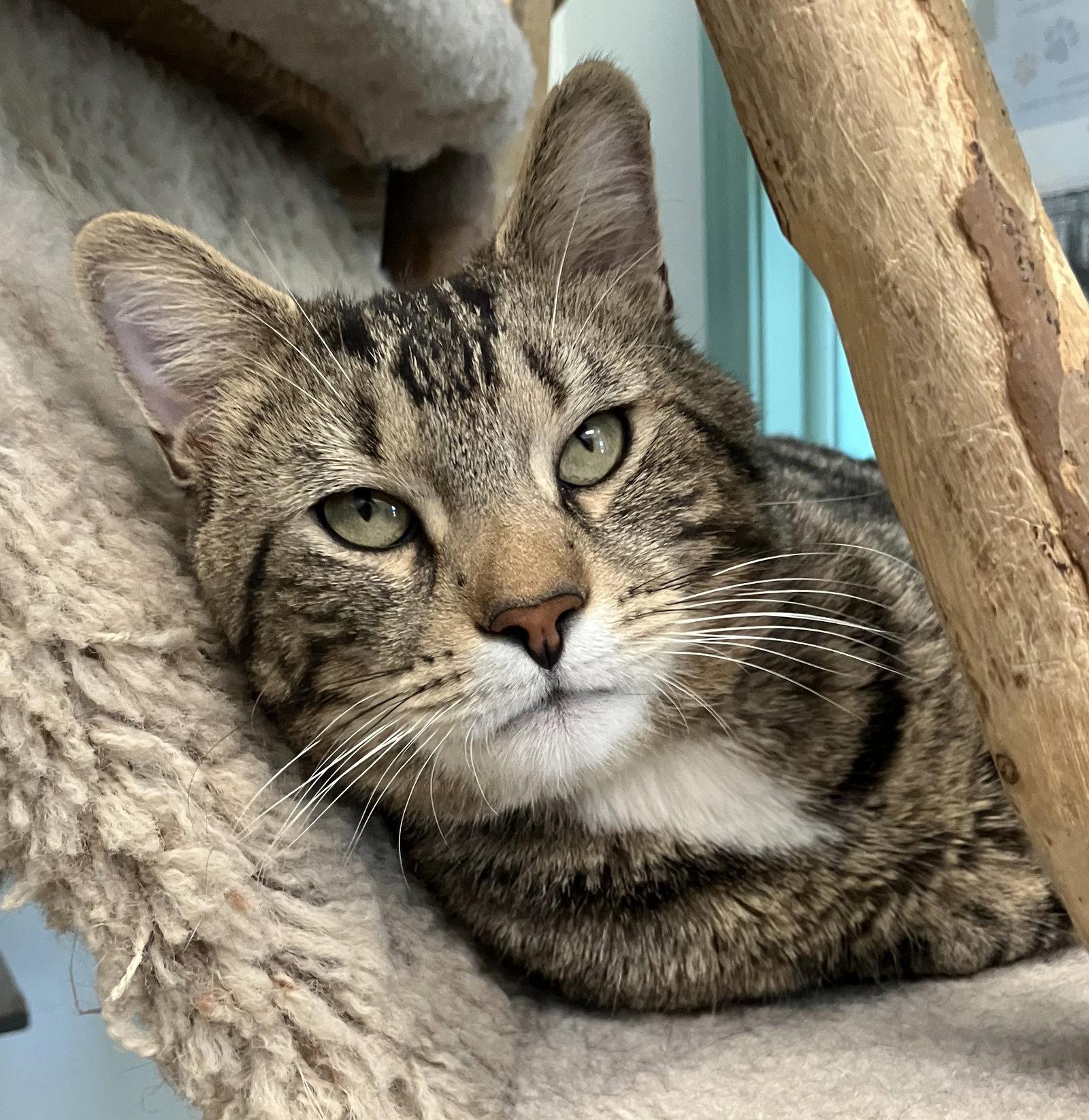 Sancocho, a Adopted mixed breed in Dublin, OH image 3/3