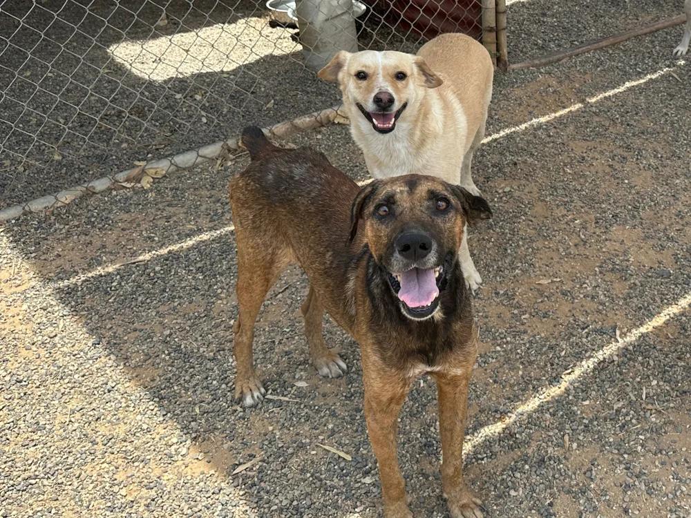 Goyo, a Adoptable mixed breed in San Diego, CA image 4/6