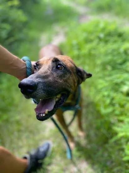 Goyo, a Adoptable mixed breed in San Diego, CA image 2/6