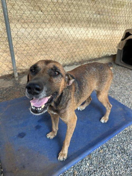 Goyo, a Adoptable mixed breed in San Diego, CA image 5/6