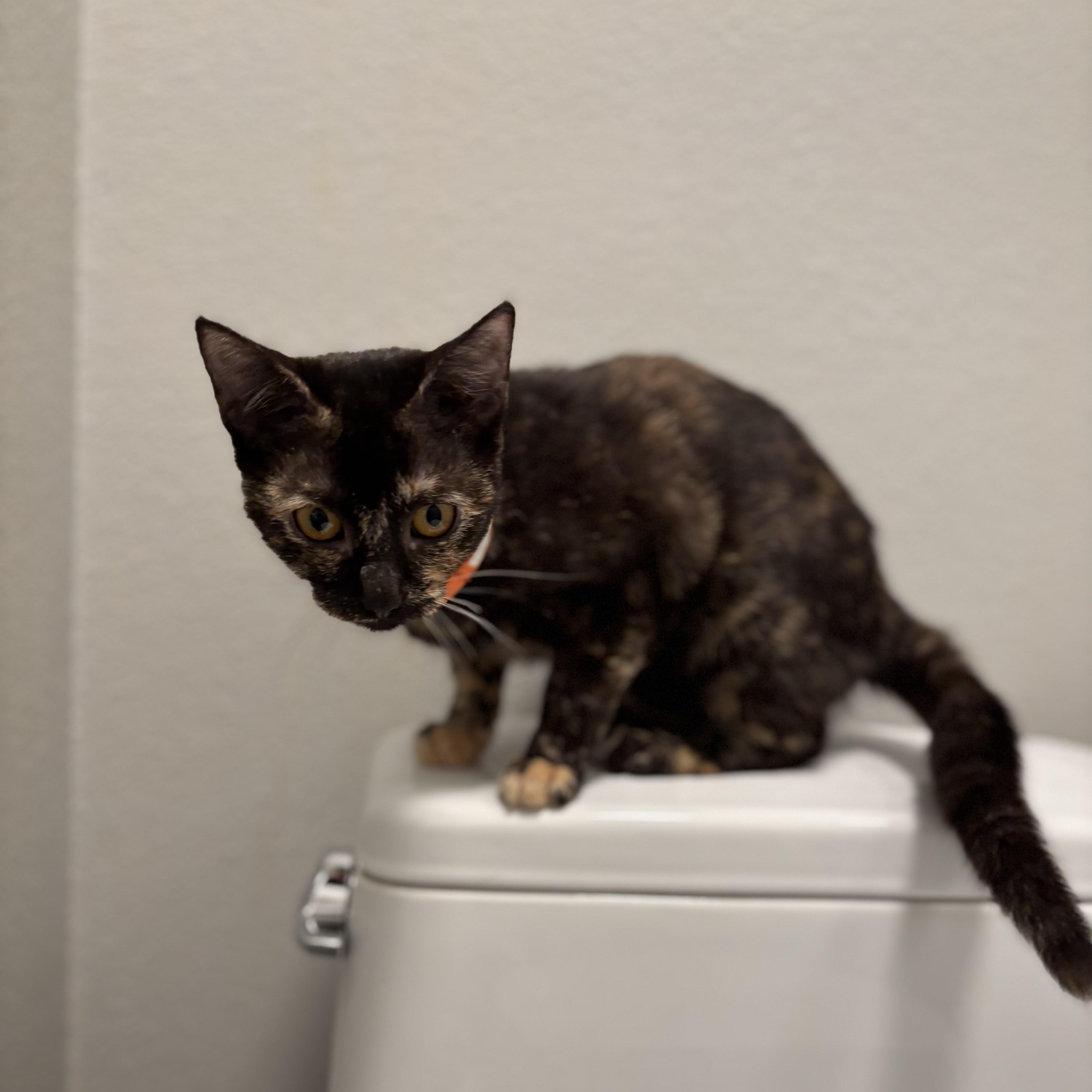 Enlarge Wednesday, a ADOPTABLE Domestic Short Hair in Portland, OR image 3/3