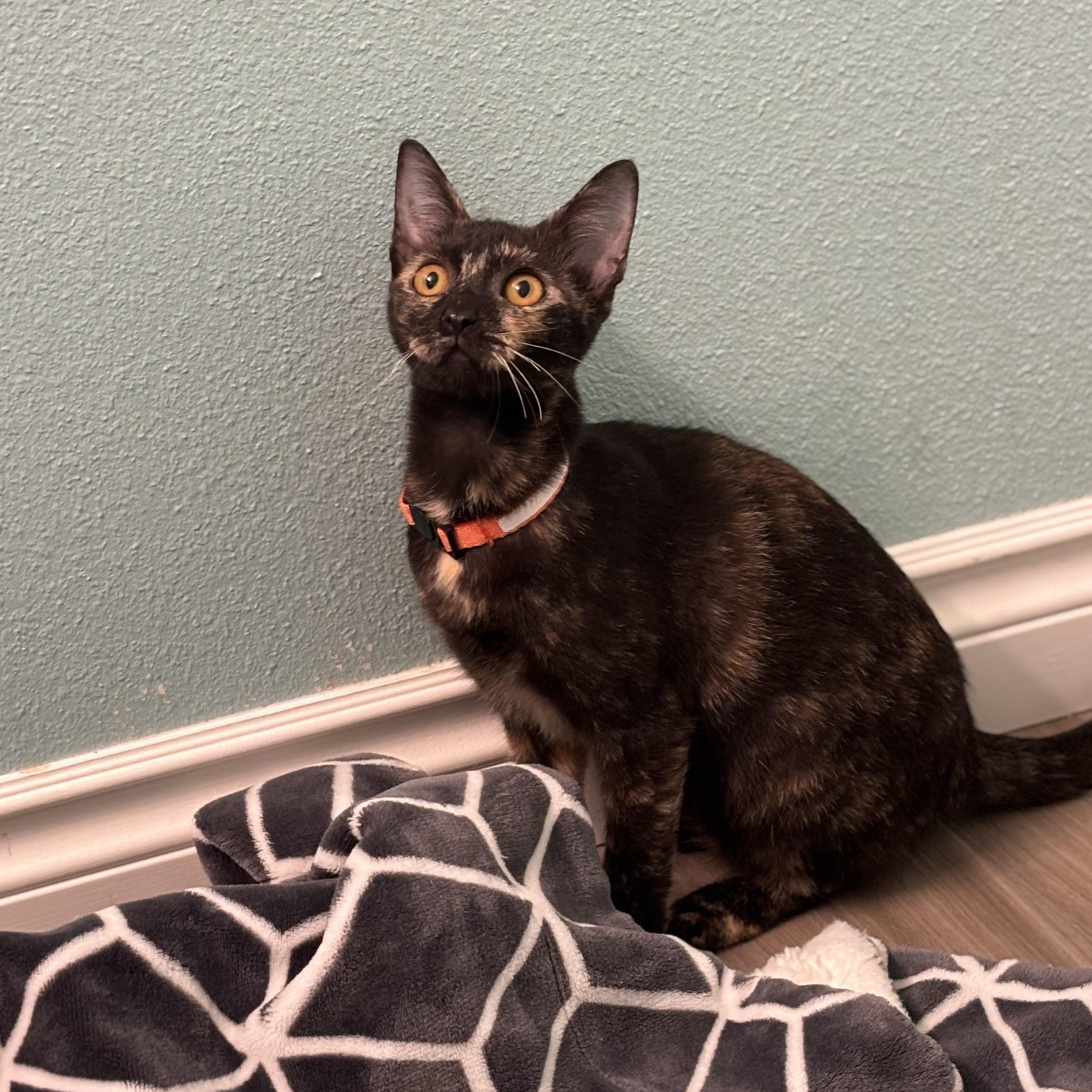 Enlarge Wednesday, a ADOPTABLE Domestic Short Hair in Portland, OR image 2/3